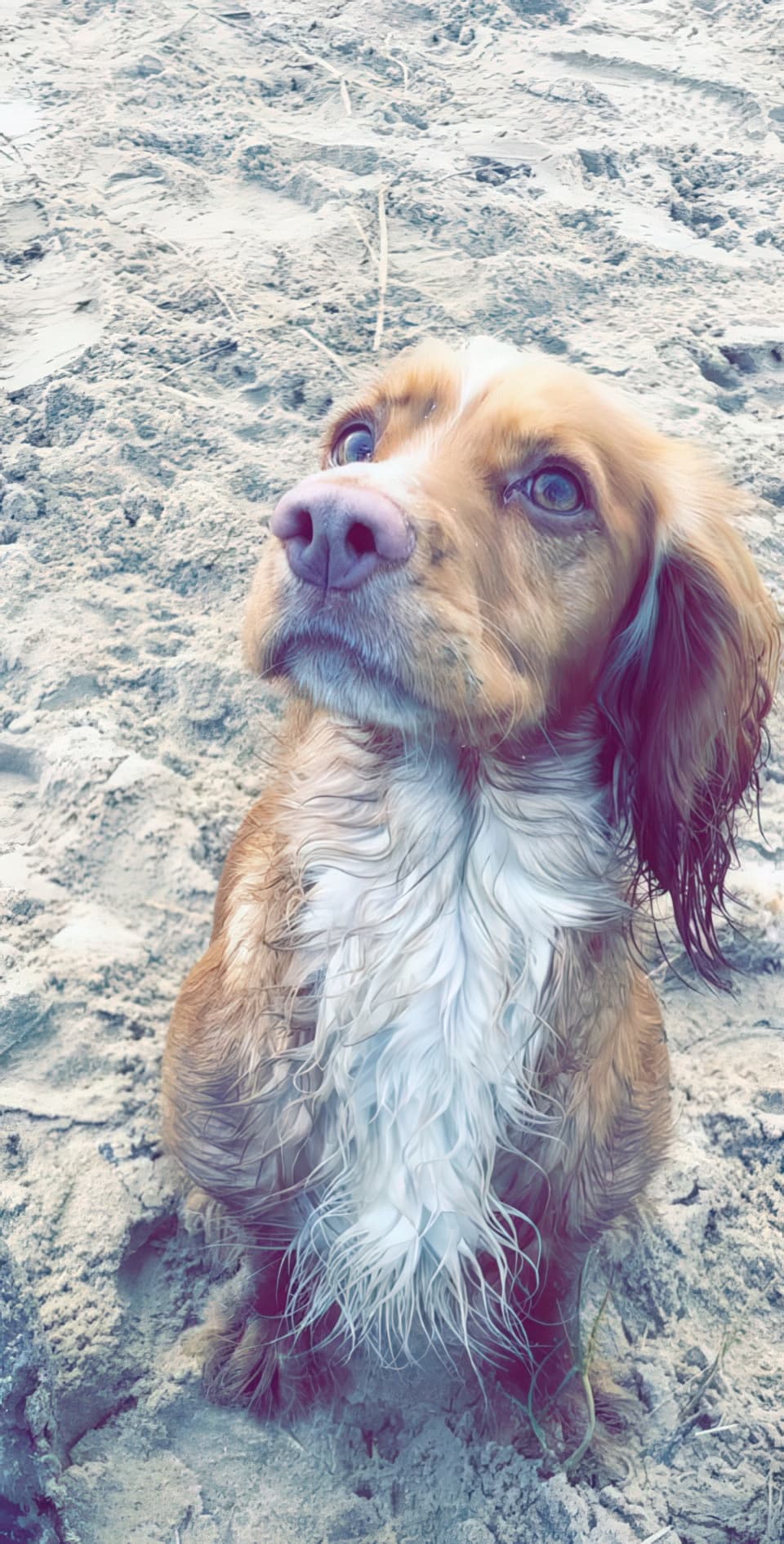 Original Bonnie reference photo