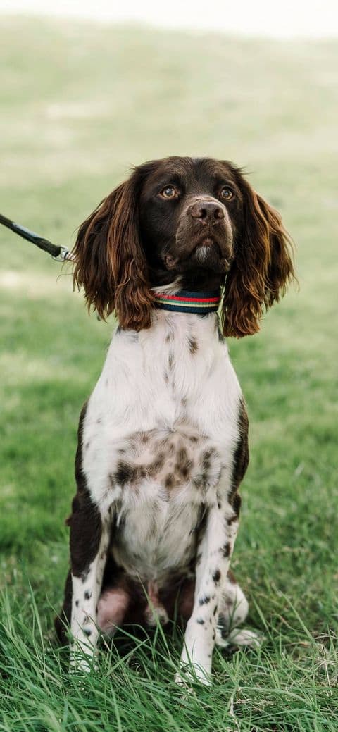 Original customer reference photo of Royal